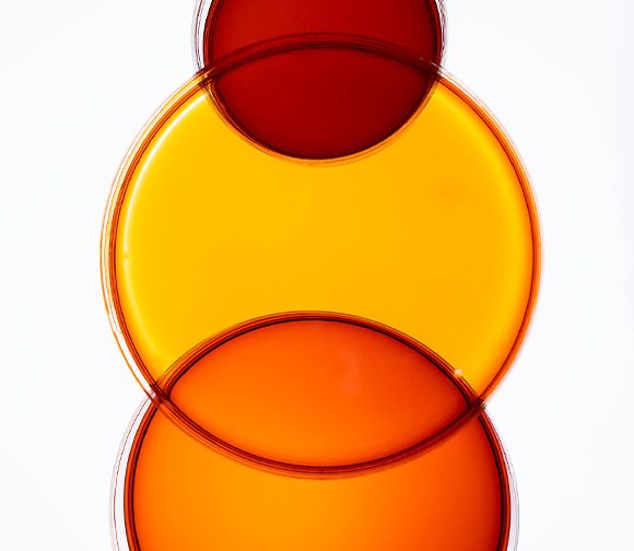 AFL Algae For Life de Neoalgaé